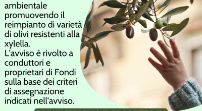 NOCIGLIA FAVOLOSA 2025 - SECONDA EDIZIONE UN ULIVO PER IL FUTURO