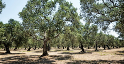 Indennizzi per calamità Xylella 2018 e 2019: ulteriori chiarimenti