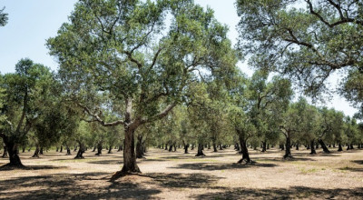 Indennizzi per calamità Xylella 2018 e 2019: presentazione delle domande